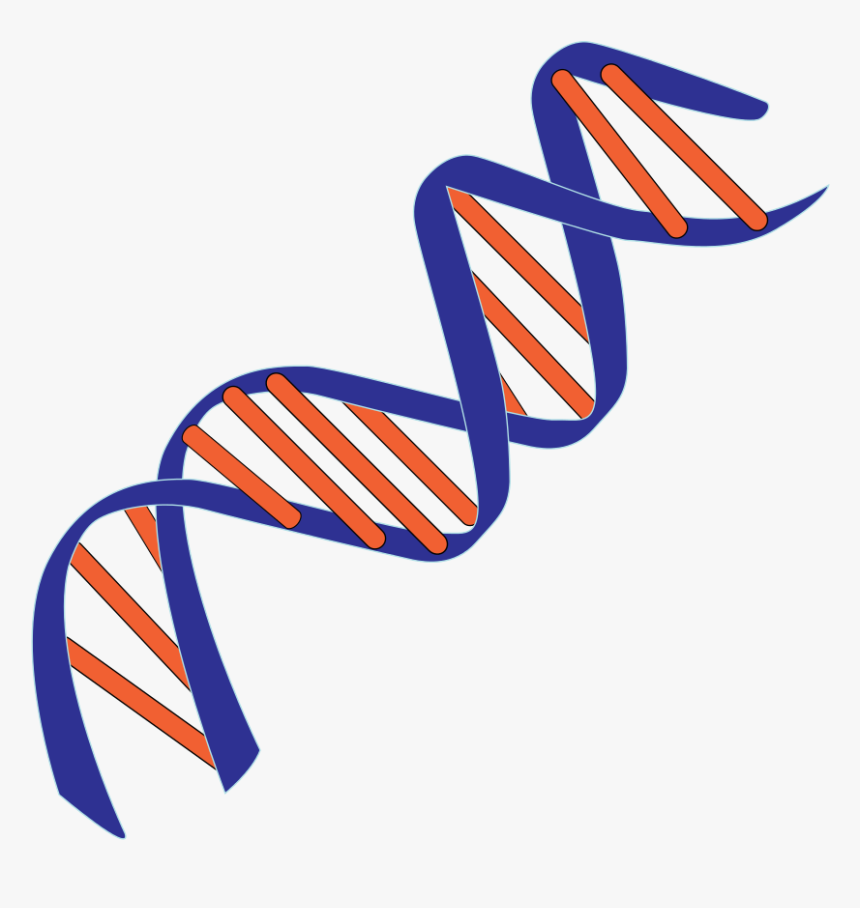 Blue And Red Dna Pictures - Double Helix Deoxyribonucleic Acid, HD Png Download