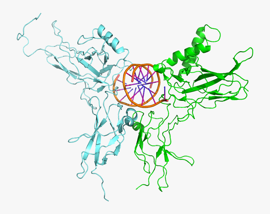 3do7 Nfkb Relb Dna - Nf Κb Png, Transparent Png