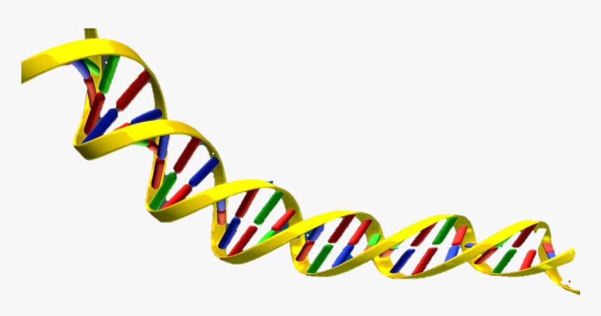 Science Clipart Dna - Dna Double Helix Transparent, HD Png Download