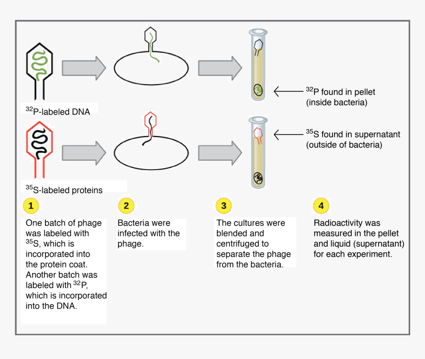 Dna As The Genetic Material - Friedrich Miescher Experiment Diagram, HD Png Download