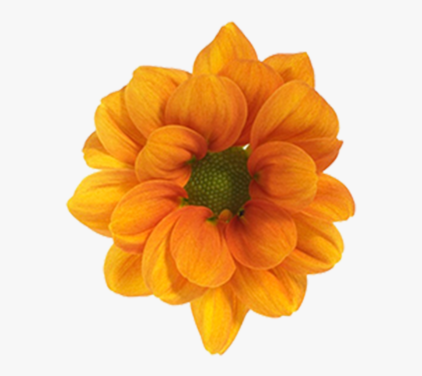 Click To Enlarge Image Daisy Orange Managua - Black-eyed Susan, HD Png Download