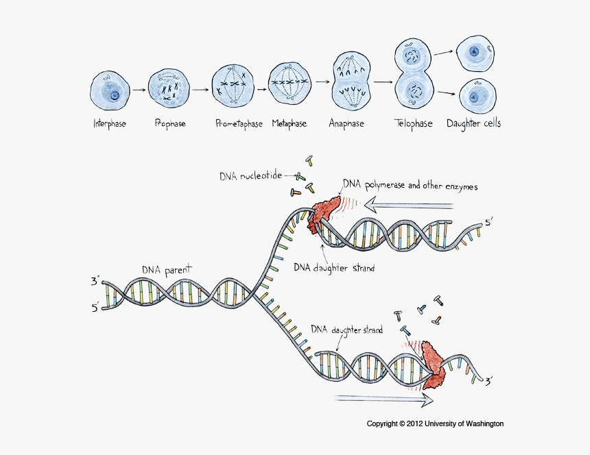 Transparent Anaphase Clipart - Changes In Dna, HD Png Download