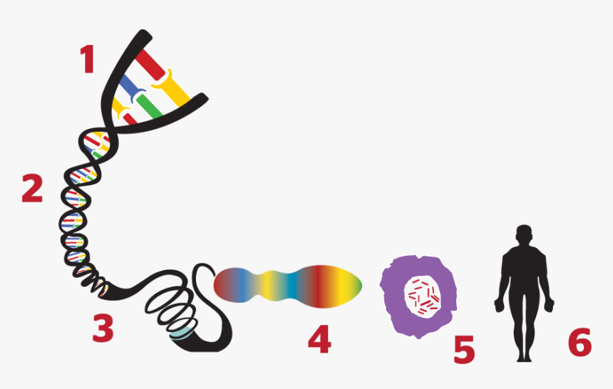 What Is A Gene - Genes Controlan El Desarrollo De Los Seres Vivos, HD Png Download