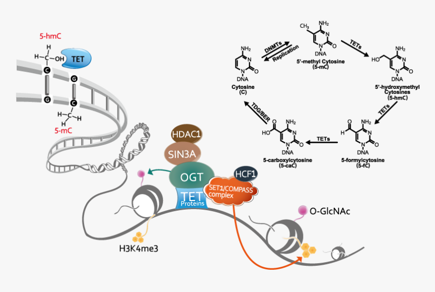 Epigenetic Dna Methylation, HD Png Download
