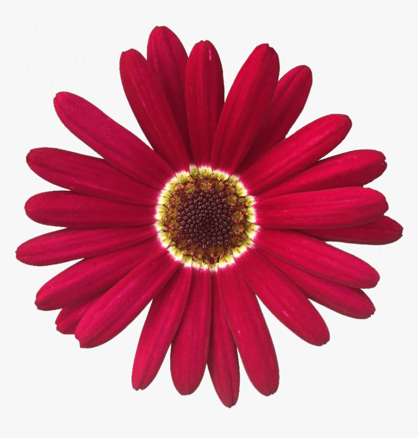 Common Daisy, HD Png Download