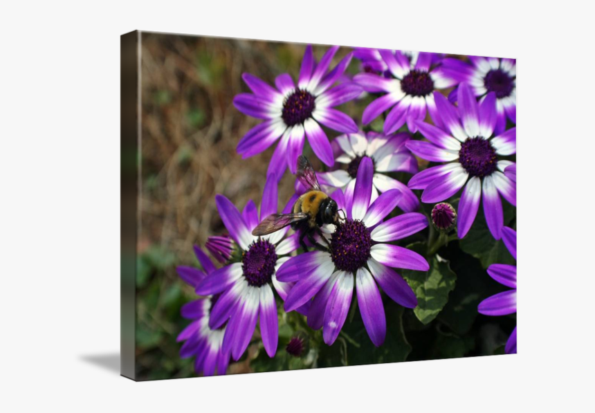 Beautiful Purple Daisy - African Daisy, HD Png Download