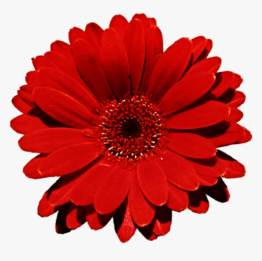 Gerber Daisy Free Download - Red Daisy Flower Png, Transparent Png