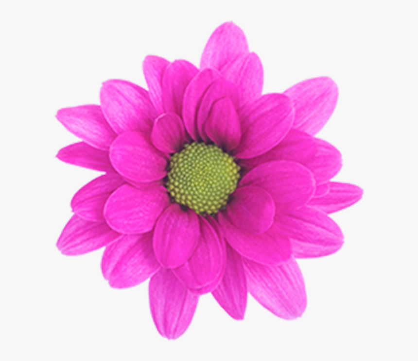 Daisy Purple Free Png Image - Daisy, Transparent Png