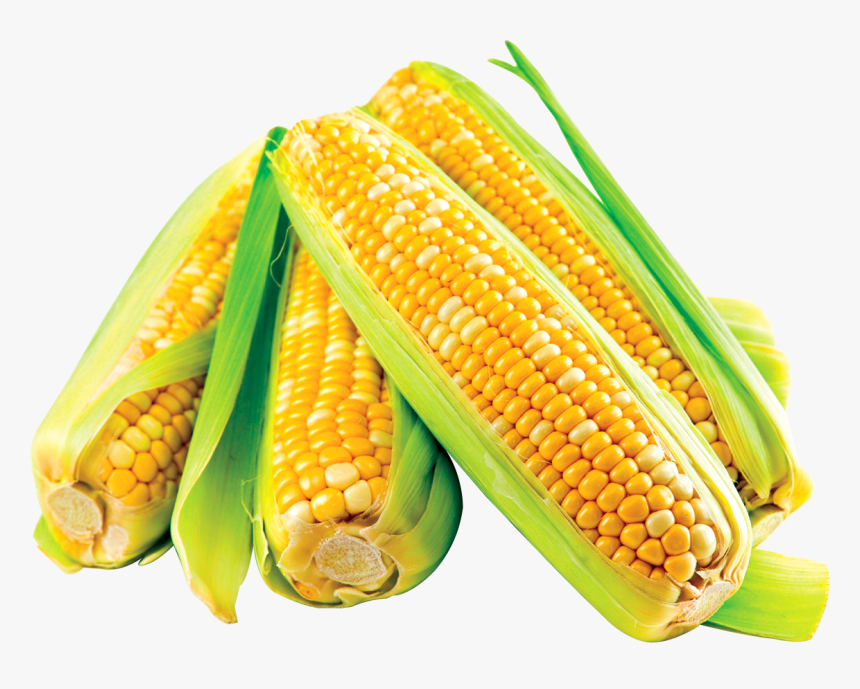 Transparent Corn Cob Png - Transparent Corn Crop, Png Download