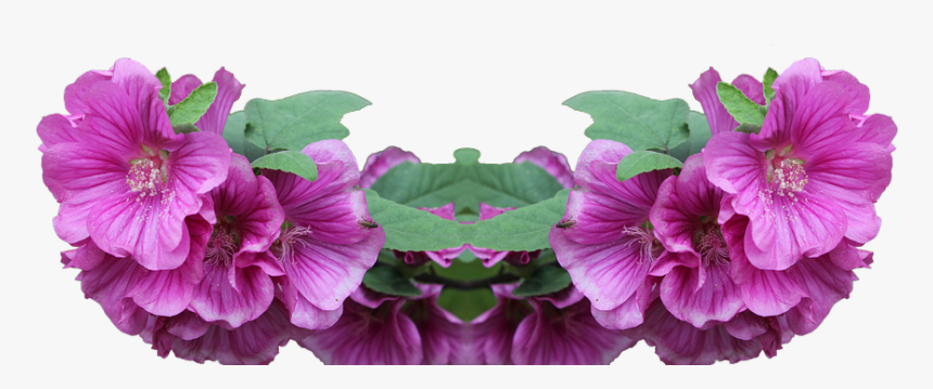 Lavatera, Shrub, Png, Plant, Flower, Pink, Foreground - Malva, Transparent Png