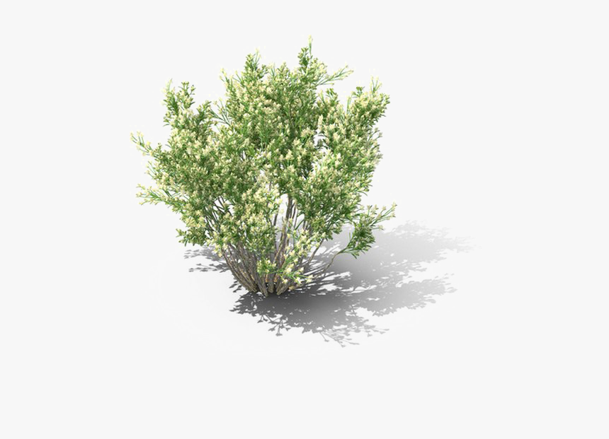 Shrub Png Download Image - Mexican Pinyon, Transparent Png