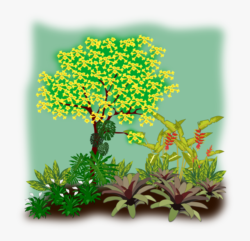Evergreen,plant,shrub - Flora Clipart, HD Png Download