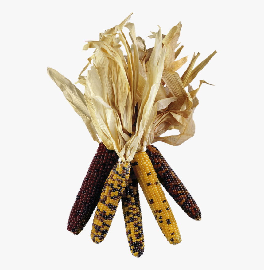 Epis De Maïs - Corn, HD Png Download