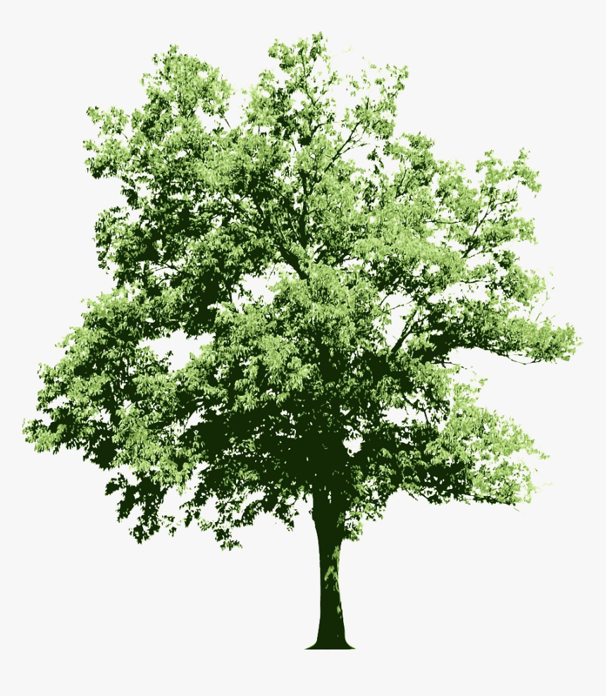 Ongoing Contributions To The Oracle Technology Community - Imagenes En Png De Arboles, Transparent Png