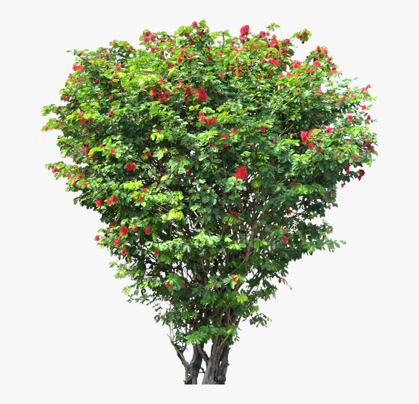 Tree Shrub Download Hd Png Clipart - Small Flower Tree Png, Transparent Png