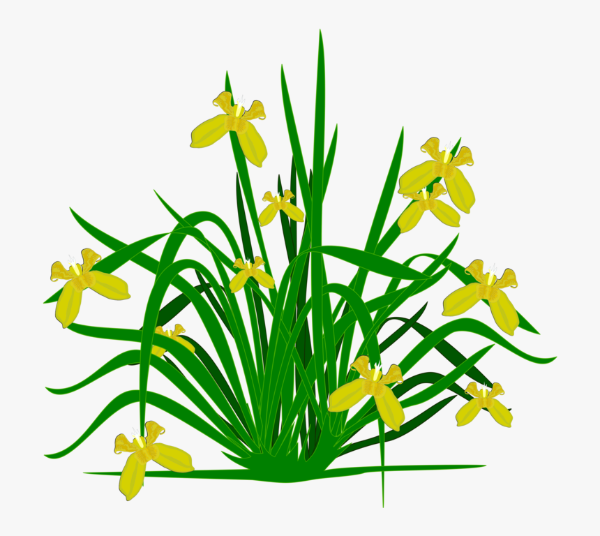Bearded Iris Flowering Plant Plants Shrub - Clipart Plants, HD Png Download