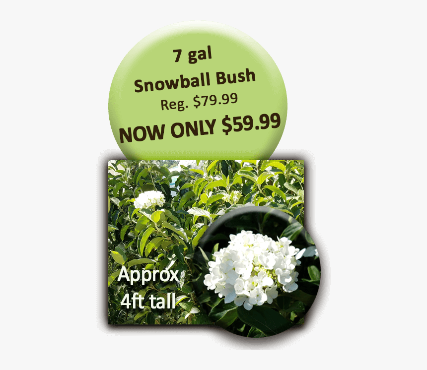Snowball Bush Png - Board Walk, Transparent Png