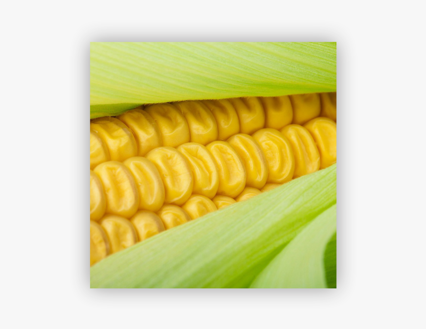 Sweet Corn - Colorfulness, HD Png Download