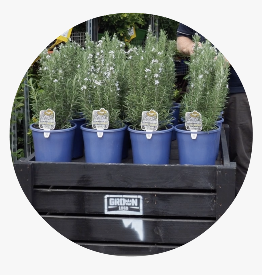 Transparent Evergreen Shrub Png - Flowerpot, Png Download