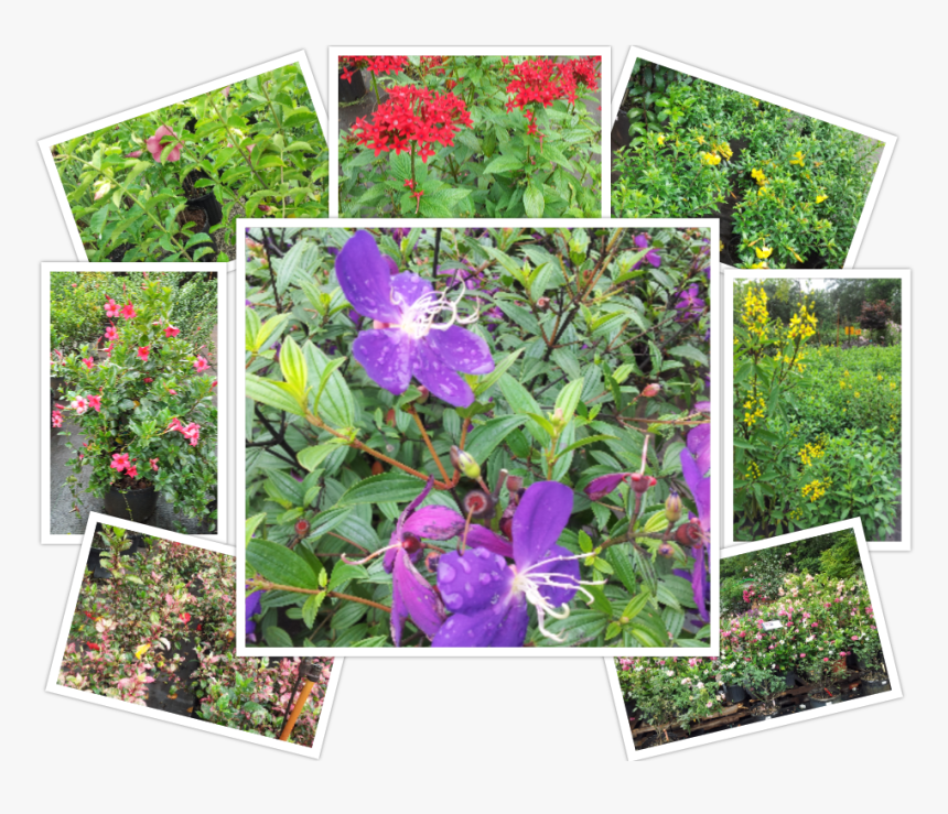 Transparent Desert Shrub Png - Viola, Png Download