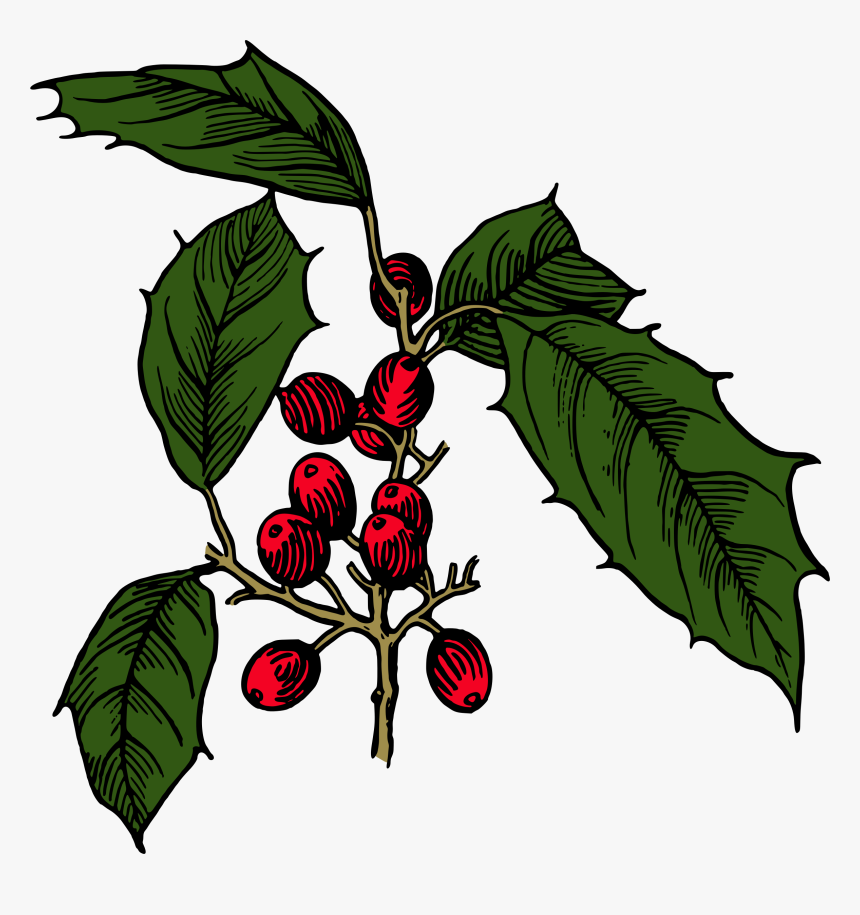 Holly Shrub Branch Evergreen Tree - Illustration, HD Png Download