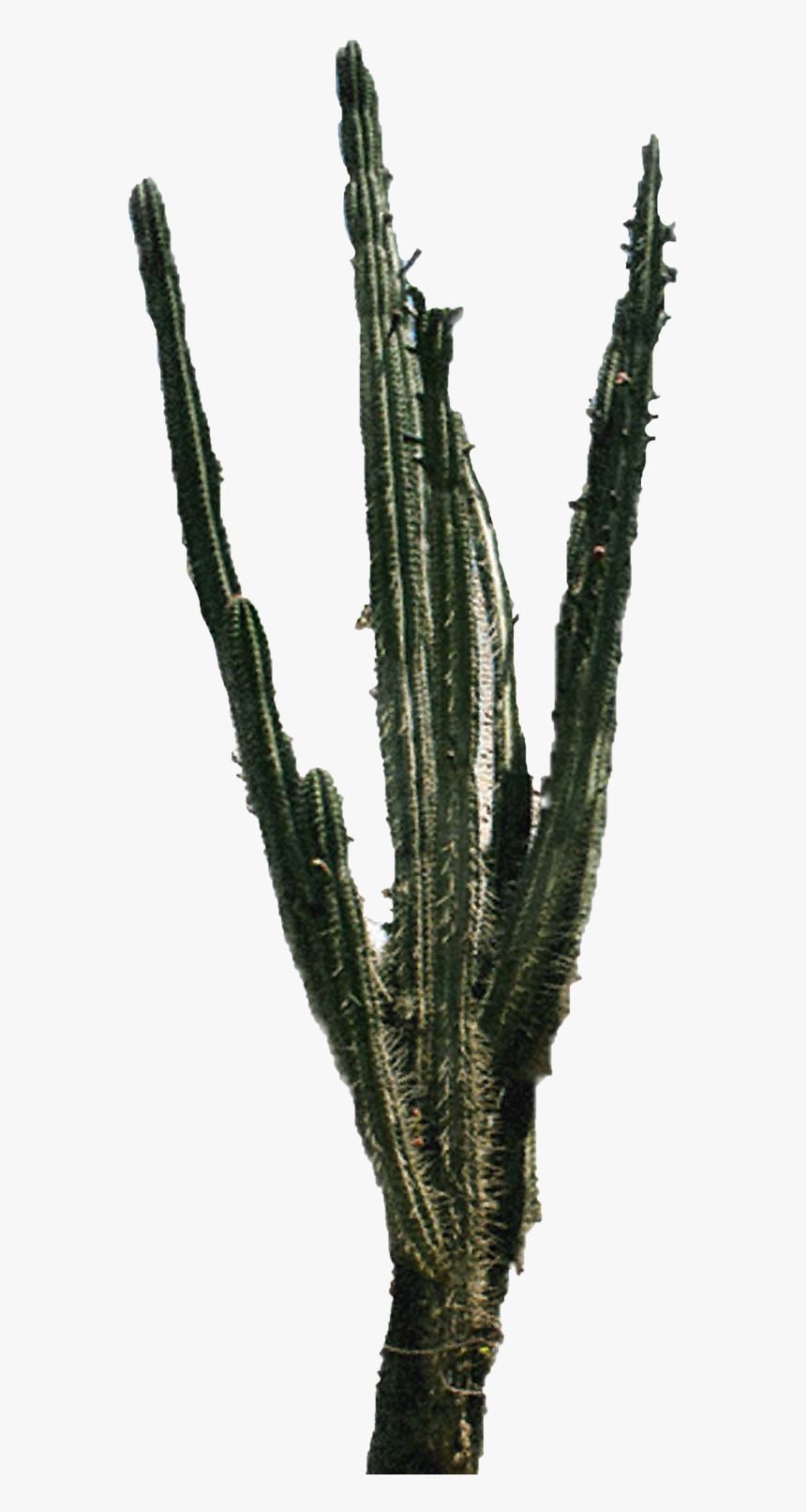 Cactus Png, Transparent Png