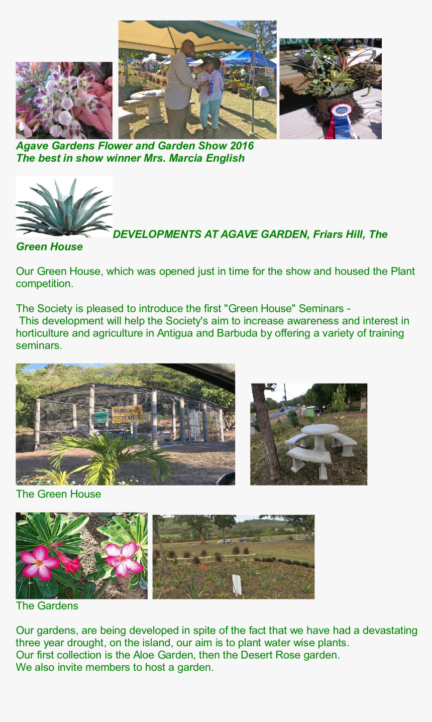 Transparent Desert Shrub Png - Desert Rose, Png Download