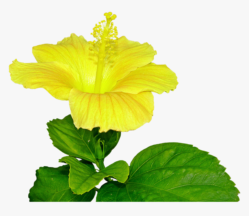 Transparent Yellow Hibiscus Clipart - Pistil Png, Png Download