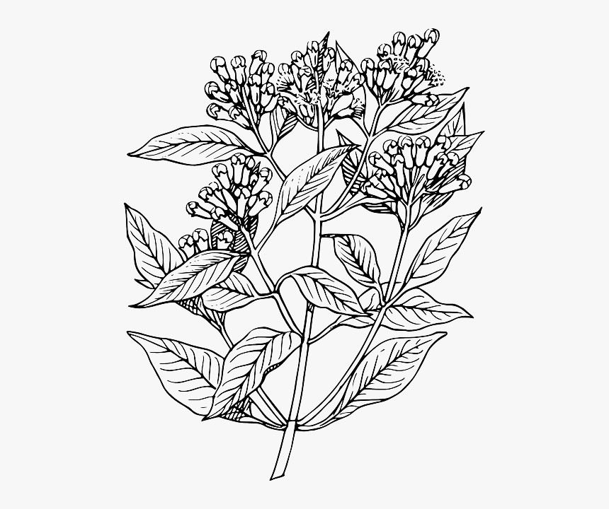 Leaf, Tree, Flower, Plant, Clove, Bush, Herb, Shrub - Elder Flower Line Art, HD Png Download