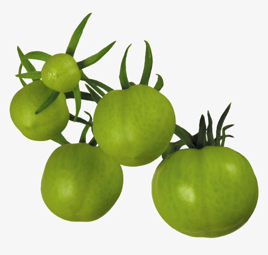 Tomato Png Free Download - Green Tomato Png, Transparent Png