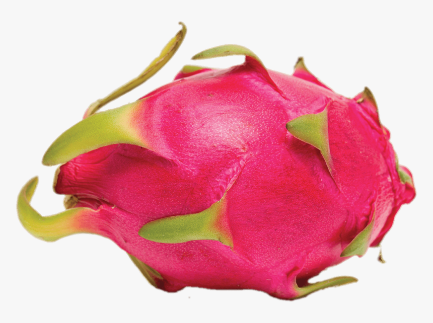 Whole Dragon Fruit - Dragon Fruit, HD Png Download