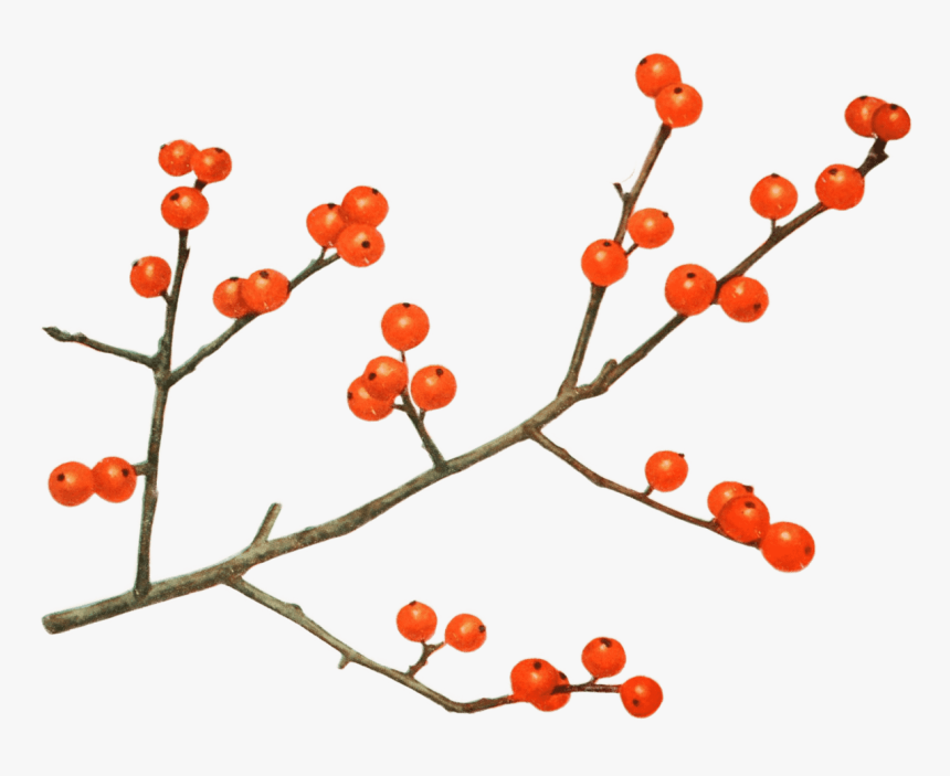 Transparent Mulled Wine Clipart - Currant, HD Png Download