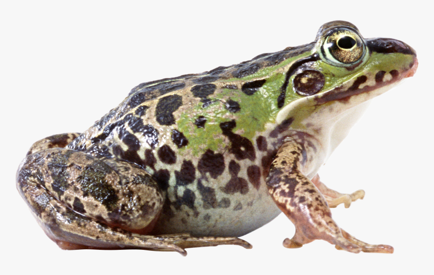 Frog Png Image - Frog Png, Transparent Png