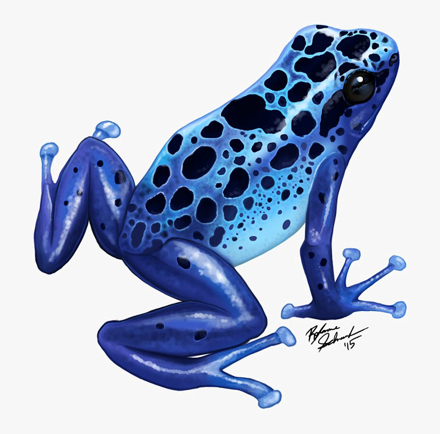 Poison Dart Frog Png Transparent Image - Blue Poison Dart Frog Drawing, Png Download