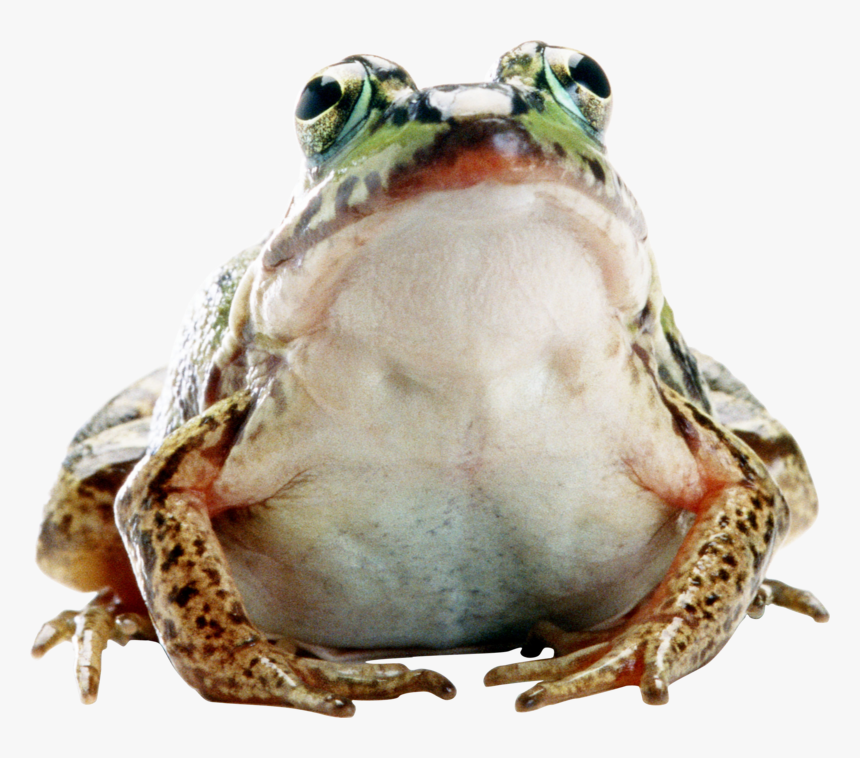 35727 - Лягушка Png, Transparent Png