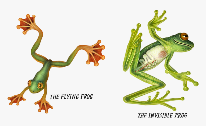 Kermit The Laying Down - Frog Laying Down, HD Png Download