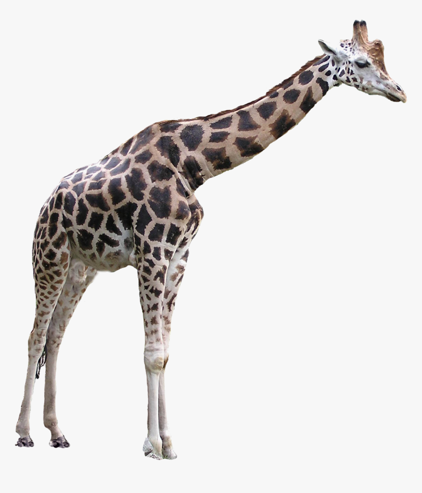 Transparent Background Giraffe Transparent, HD Png Download