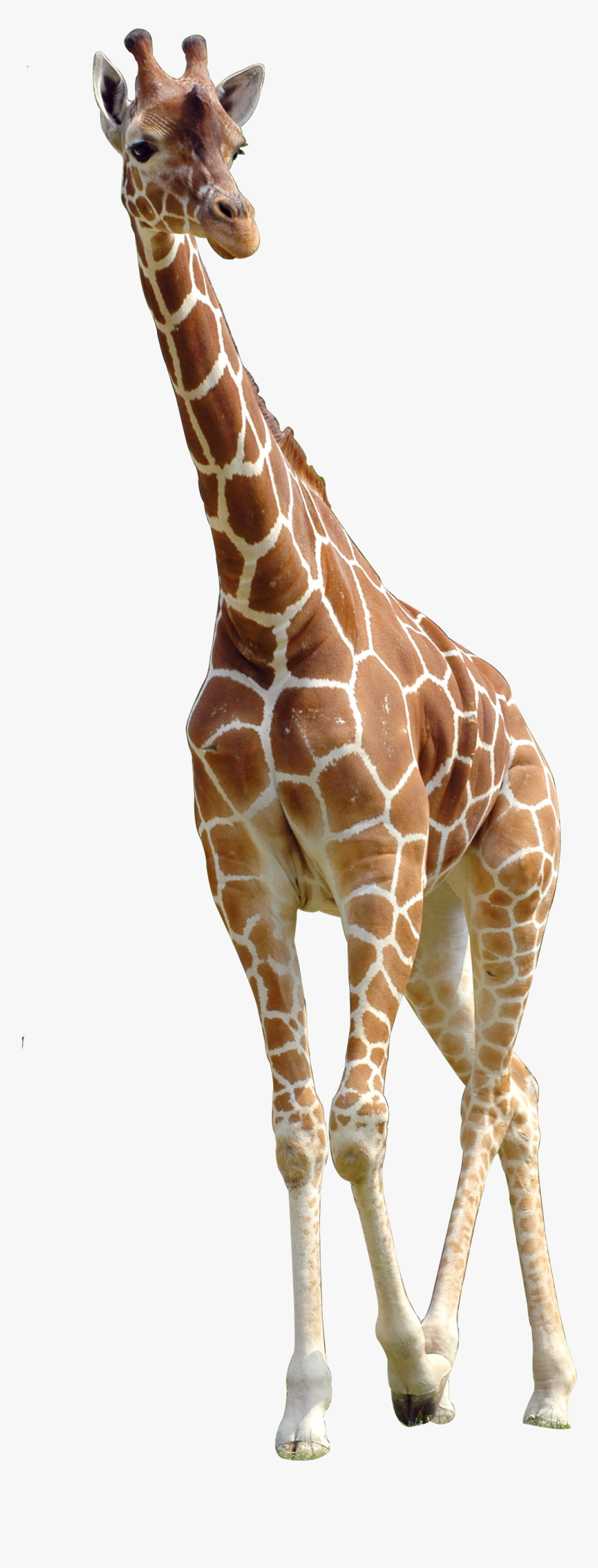 Northern Giraffe Download - Giraffe Png, Transparent Png