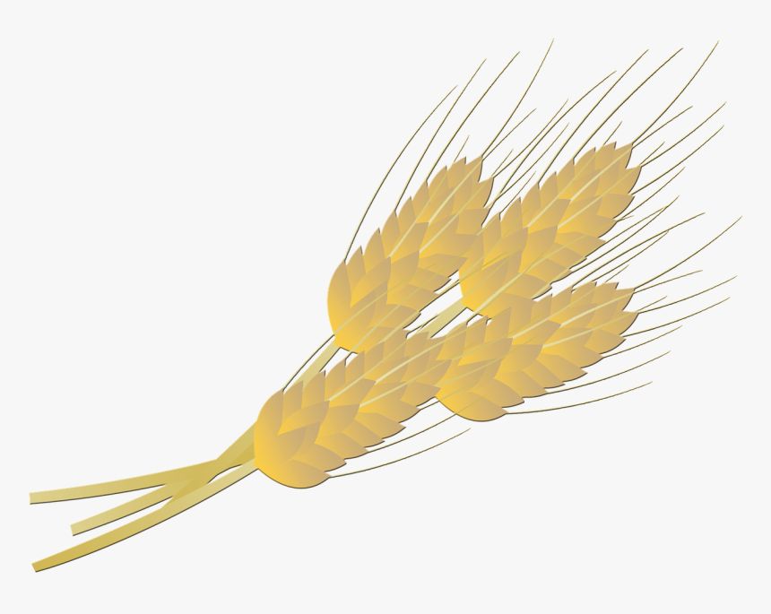 Wheat Bread Farm - Wheat, HD Png Download