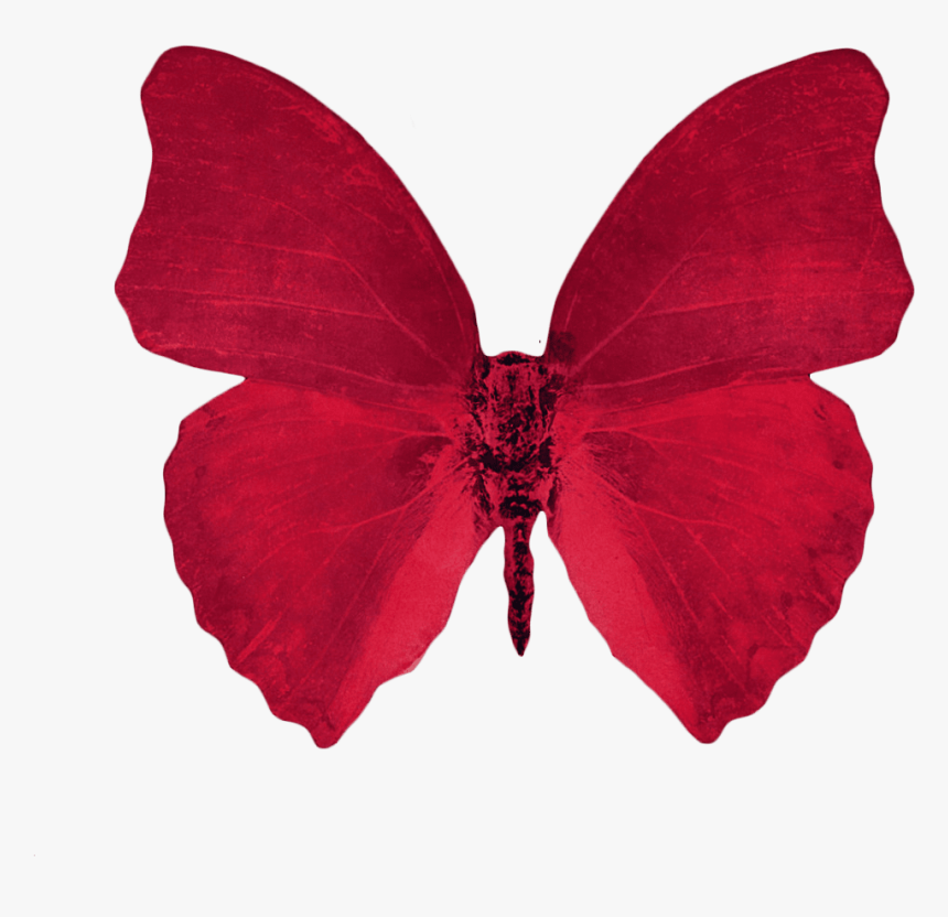 Scarlet Butterfly Transparent Png Image - Red Aesthetic Transparent Background, Png Download