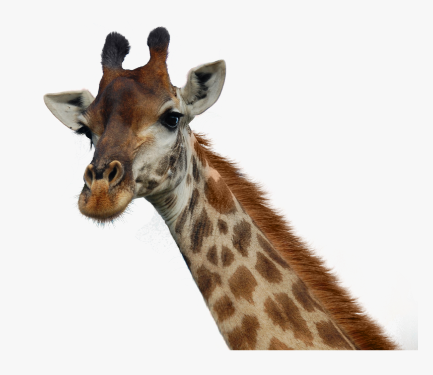 Transparent Background Giraffe Head Png, Png Download