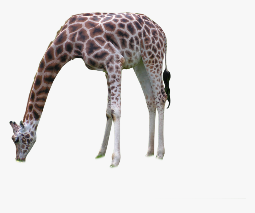 Giraffe Png, Transparent Png
