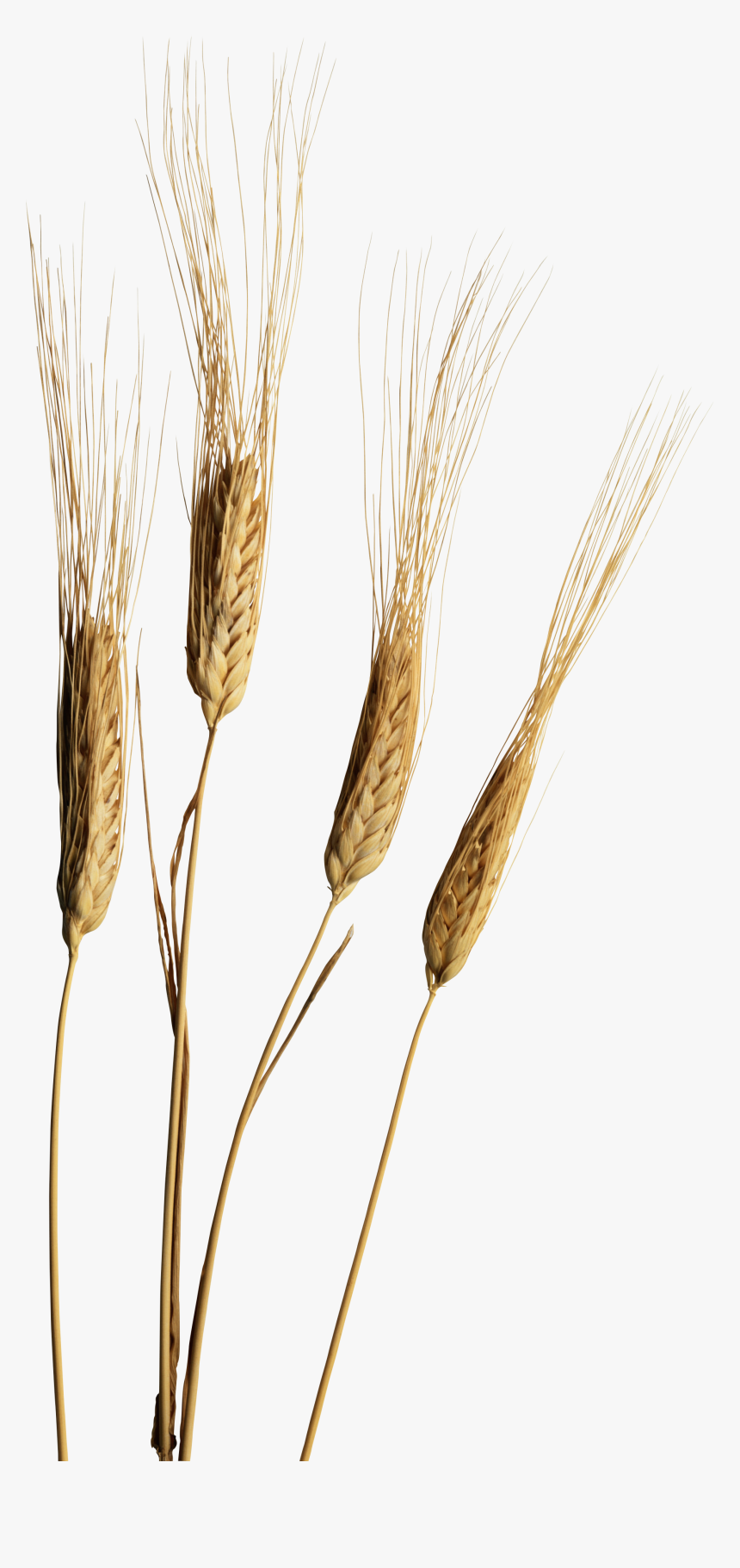 Колоски Растения Png, Transparent Png