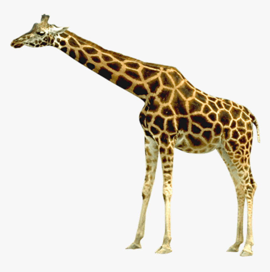 Free Png Giraffe Png Images Transparent - Giraffe Transparent Background, Png Download