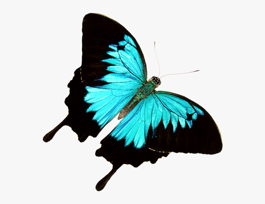 Butterfly World Â€“ Where 20,000 Exotic Butterflies - Transparent Ulysses Butterfly Png, Png Download