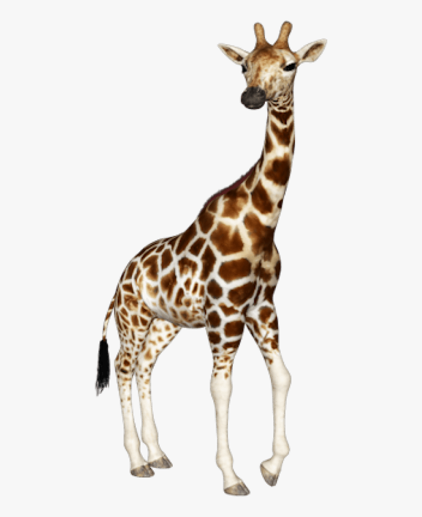 Download Images Background Toppng - Giraffe Png, Transparent Png