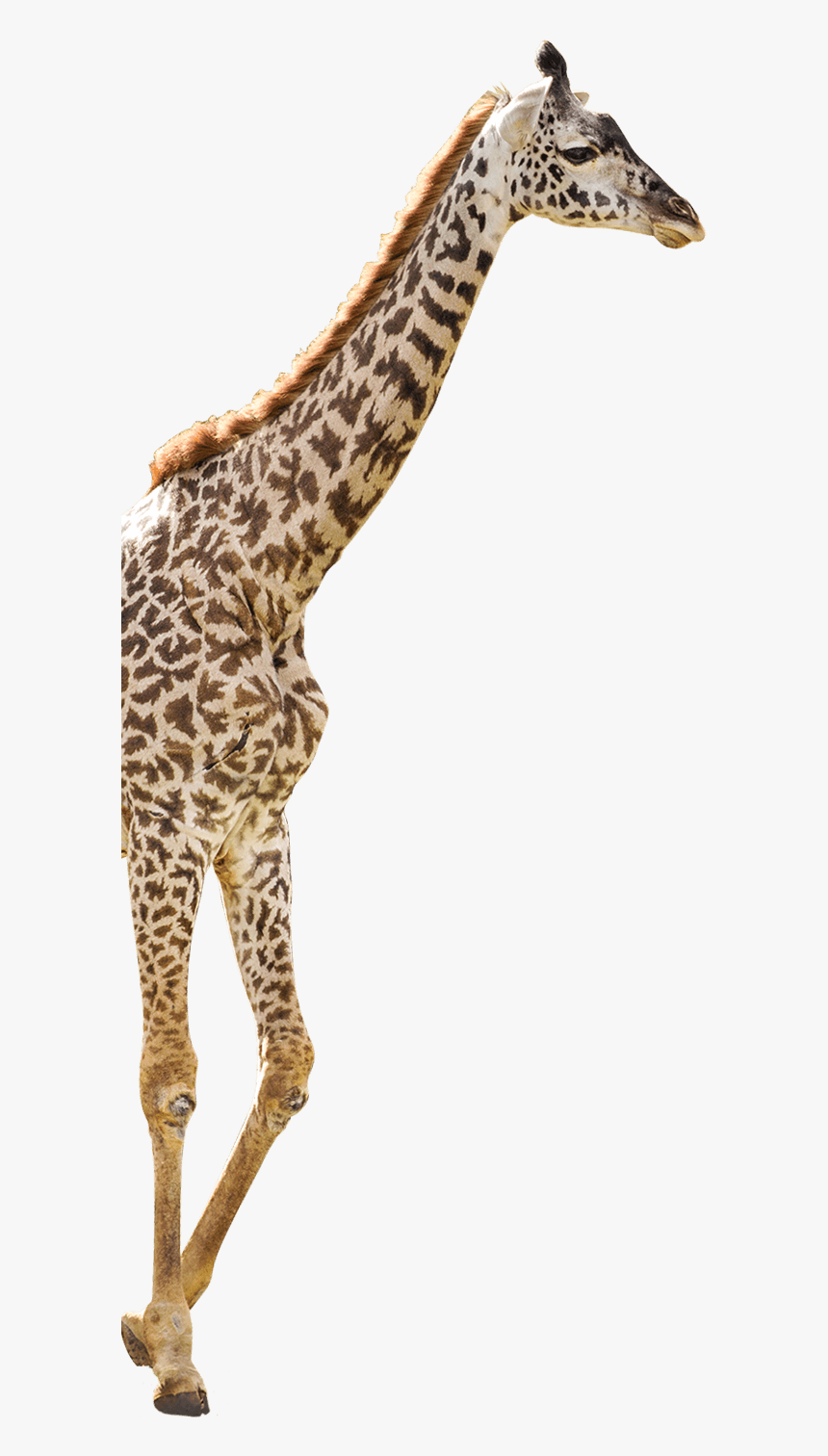 - Giraffe , Png Download - Giraffe, Transparent Png