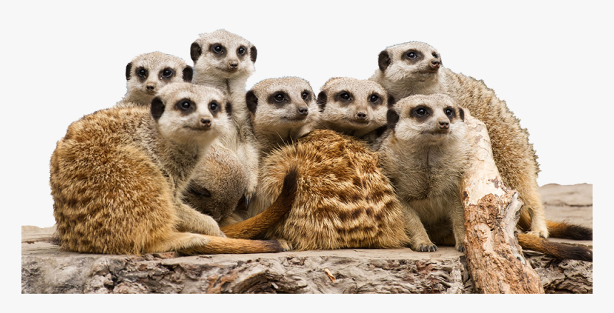 Giraffe - Mogo Zoo, HD Png Download