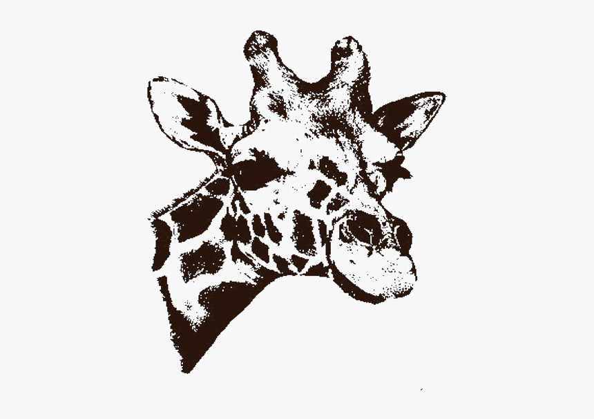 Drawing Of Giraffe, HD Png Download