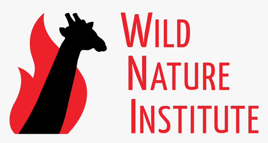 Giraffe, HD Png Download